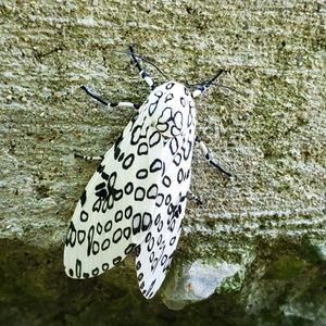 Meet your Posher, Carrie